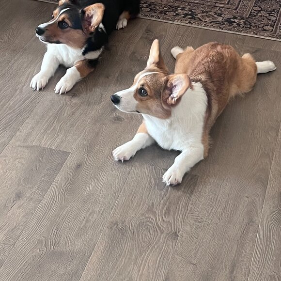 Meet your Posher, Victoria - Picture 4 of 5